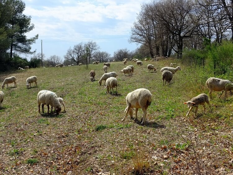 Bergerie au Rouret